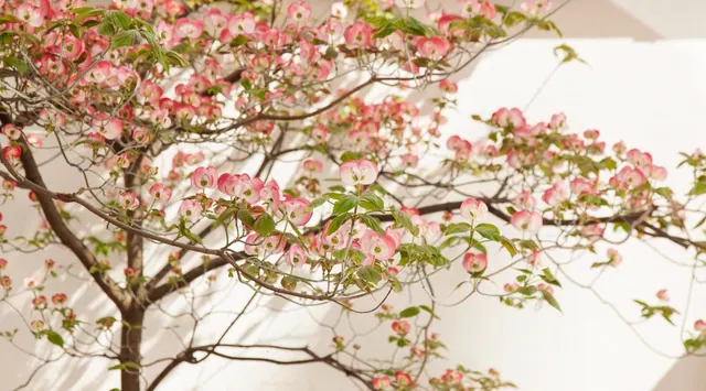 A flowering tree with pink blossoms fills the frame against a pale building wall.